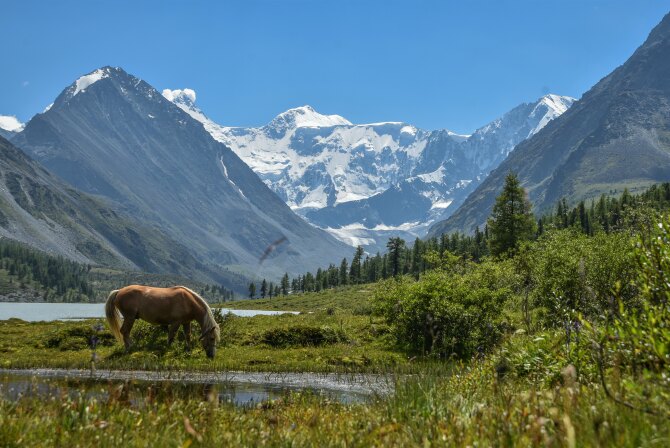 Высшая точка Сибири-Белуха. Немного фактов про белоснежную красавицу